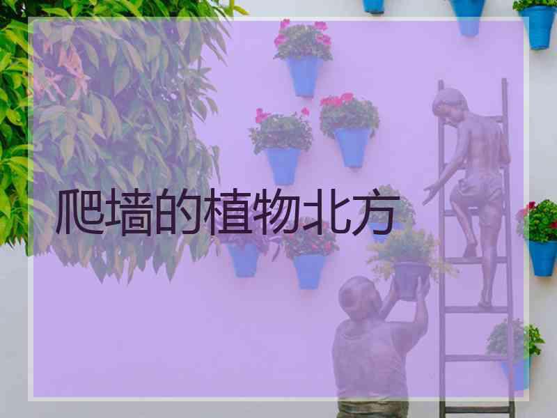 爬墙的植物北方